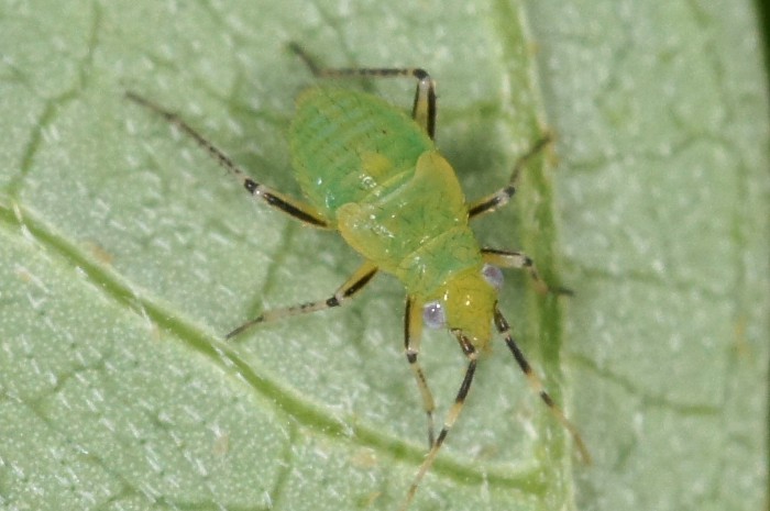 Miridae: Plagiognathus arbustorum del Trentino (TN)